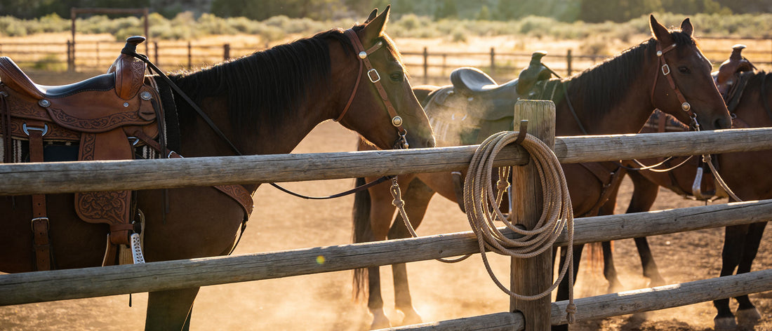 50+ Barrel Racing Quotes & Sayings
